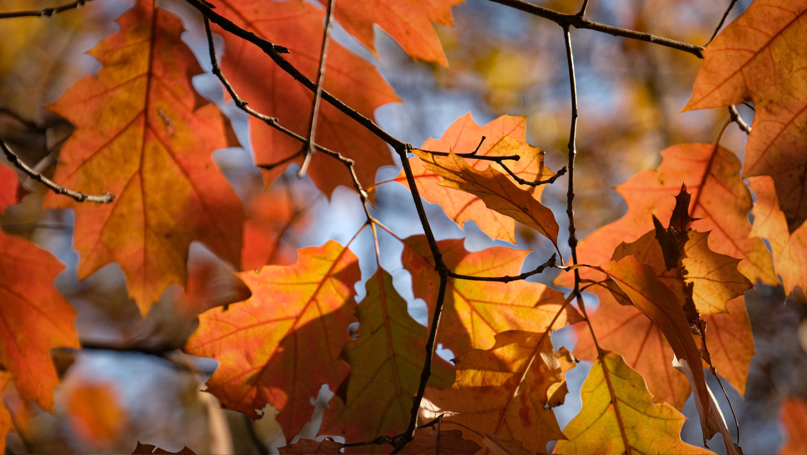 In autunno tanti appuntamenti in programma a Porto Mantovano